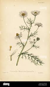 Attēlu rezultāti vaicājumam “Matricaria chamomilla”