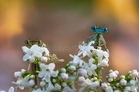 Attēlu rezultāti vaicājumam “Platycnemis pennipes male”