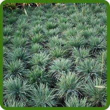 Attēlu rezultāti vaicājumam “Koeleria glauca flower”