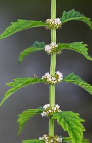 Attēlu rezultāti vaicājumam “Lycopus europaeus”