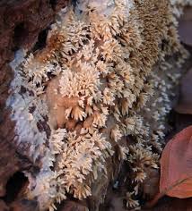 Attēlu rezultāti vaicājumam “Stemonitopsis typhina var. similis”