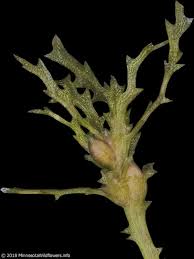 Attēlu rezultāti vaicājumam “Najas marina leaf”