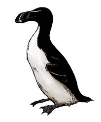 Image result for Pinguinus impennis