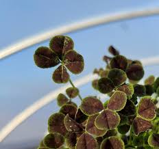 Attēlu rezultāti vaicājumam “Trifolium repens leaf”