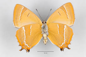 Attēlu rezultāti vaicājumam “Thecla betulae male”