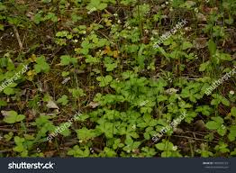 Attēlu rezultāti vaicājumam “Sanicula europaea bud”