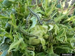 Attēlu rezultāti vaicājumam “Pieris brassicae larva”