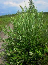 Attēlu rezultāti vaicājumam “Salix myrsinifolia”