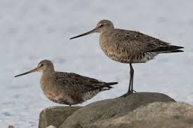 Image result for Limosa haemastica