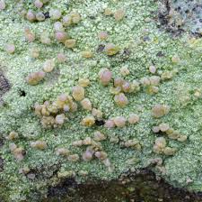 Attēlu rezultāti vaicājumam “Baeomyces rufus”