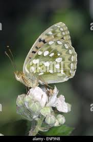 Attēlu rezultāti vaicājumam “Argynnis aglaja upperside”