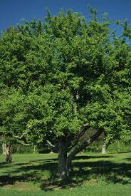 Attēlu rezultāti vaicājumam “Malus x zumi”