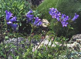 Image result for Campanula lingulata