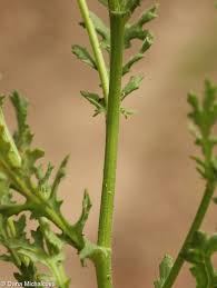 Attēlu rezultāti vaicājumam “Senecio viscosus fruit”