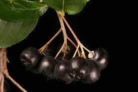 Attēlu rezultāti vaicājumam “x Sorbaronia fallax”