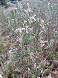 Attēlu rezultāti vaicājumam “Andromeda polifolia leaf”