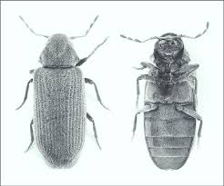 Attēlu rezultāti vaicājumam “Anobium pertinax”