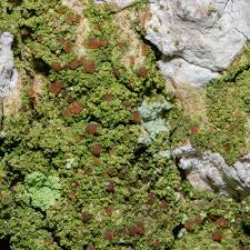 Attēlu rezultāti vaicājumam “Bacidia rubella”