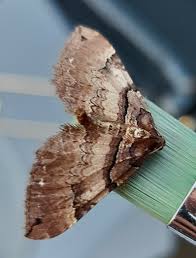 Attēlu rezultāti vaicājumam “Earophila badiata”