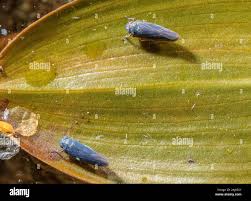 Attēlu rezultāti vaicājumam “Macrosteles nymph”