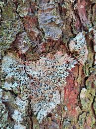 Attēlu rezultāti vaicājumam “Mycoblastus sanguinarius”