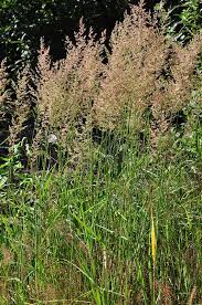 Attēlu rezultāti vaicājumam “Calamagrostis arundinacea leaf”