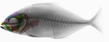 Image result for Seriola rivoliana