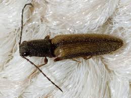 Attēlu rezultāti vaicājumam “Athous sp.”