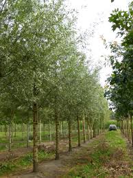 Attēlu rezultāti vaicājumam “Salix alba var. alba”