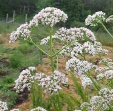 Image result for Valeriana officinalis