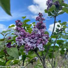 Attēlu rezultāti vaicājumam “Syringa vulgaris flower”