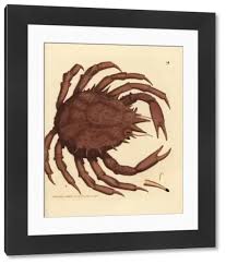 Image result for Lithodes maja