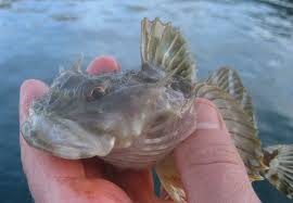 Image result for Myoxocephalus octodecemspinosus