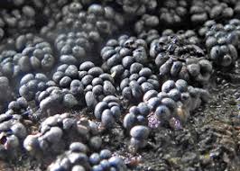 Attēlu rezultāti vaicājumam “Physarum pseudoalexandrowiczii sessile”