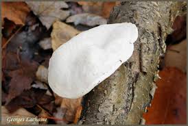 Attēlu rezultāti vaicājumam “Tyromyces chioneus”