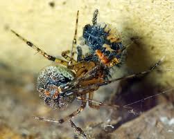 Attēlu rezultāti vaicājumam “Theridiidae”