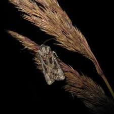 Attēlu rezultāti vaicājumam “Agrotis vestigialis”