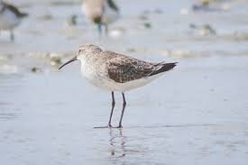 Attēlu rezultāti vaicājumam “Calidris ferruginea”