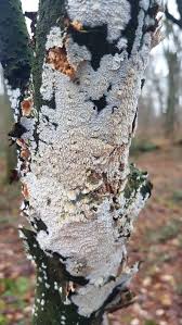 Attēlu rezultāti vaicājumam “Schizopora paradoxa”