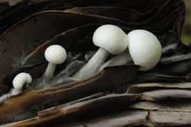 Attēlu rezultāti vaicājumam “Asterophora lycoperdoides”