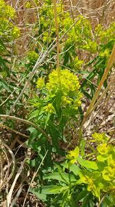 Attēlu rezultāti vaicājumam “Euphorbia palustris fruit”