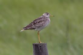 Image result for Bartramia longicauda