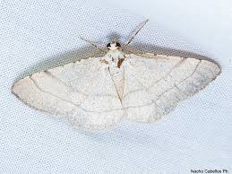 Attēlu rezultāti vaicājumam “Paramesus obtusifrons”