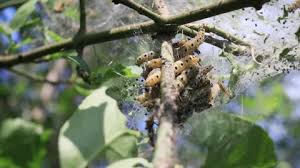 Attēlu rezultāti vaicājumam “Yponomeuta malinellus / cagnagella”