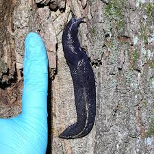 Attēlu rezultāti vaicājumam “Limax cinereoniger”