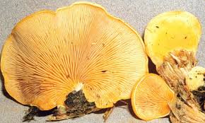 Attēlu rezultāti vaicājumam “Phyllotopsis nidulans”