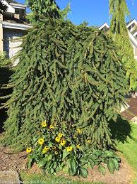 Attēlu rezultāti vaicājumam “Picea abies male flower”