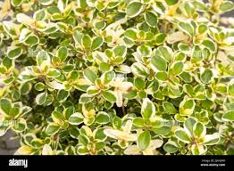 Attēlu rezultāti vaicājumam “Thymus pulegioides leaf”