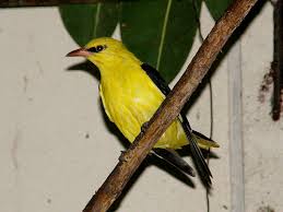 Attēlu rezultāti vaicājumam “Oriolus oriolus”