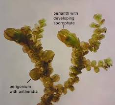 Attēlu rezultāti vaicājumam “Callicladium haldanianum sporophyte”